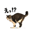濱田家Animals（個別スタンプ：29）