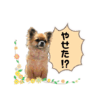 濱田家Animals（個別スタンプ：30）