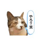 濱田家Animals（個別スタンプ：31）