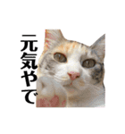 濱田家Animals（個別スタンプ：33）