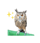 濱田家Animals（個別スタンプ：34）