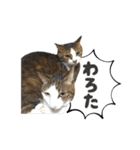 濱田家Animals（個別スタンプ：36）