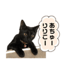 濱田家Animals（個別スタンプ：37）
