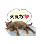 濱田家Animals（個別スタンプ：39）