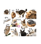 濱田家Animals（個別スタンプ：40）