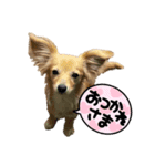 れおすたんぷぅ。（個別スタンプ：1）