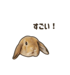 What's up, Everybun！ 2（個別スタンプ：1）