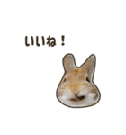 What's up, Everybun！ 2（個別スタンプ：2）