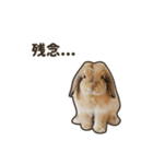 What's up, Everybun！ 2（個別スタンプ：10）