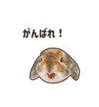 What's up, Everybun！ 2（個別スタンプ：12）