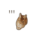 What's up, Everybun！ 2（個別スタンプ：15）