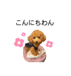 我が家のレディーちゃん（プードル）（個別スタンプ：2）