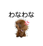 我が家のレディーちゃん（プードル）（個別スタンプ：15）