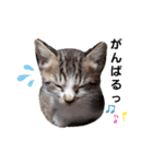 毛むくじゃら達6（個別スタンプ：15）