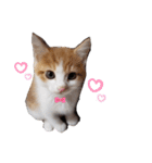 毛むくじゃら達6（個別スタンプ：22）