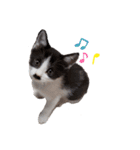 毛むくじゃら達6（個別スタンプ：25）