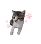 毛むくじゃら達6（個別スタンプ：27）