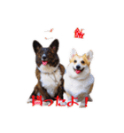 ロン＆トトのスタンプ！！（個別スタンプ：1）
