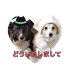 ロン＆トトのスタンプ！！（個別スタンプ：3）