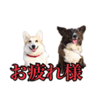 ロン＆トトのスタンプ！！（個別スタンプ：6）