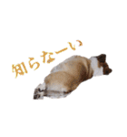 ロン＆トトのスタンプ！！（個別スタンプ：15）
