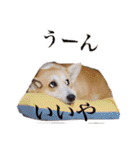 ロン＆トトのスタンプ！！（個別スタンプ：17）