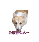 ロン＆トトのスタンプ！！（個別スタンプ：18）