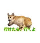 ロン＆トトのスタンプ！！（個別スタンプ：20）