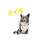ロン＆トトのスタンプ！！（個別スタンプ：22）