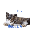 ロン＆トトのスタンプ！！（個別スタンプ：36）
