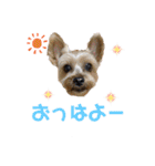 ヨーキー♡じじ（個別スタンプ：1）