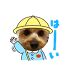 ヨーキー♡じじ（個別スタンプ：11）
