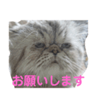 タヌキ猫とねずみ（個別スタンプ：2）