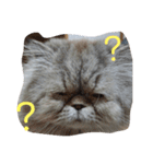 タヌキ猫とねずみ（個別スタンプ：3）