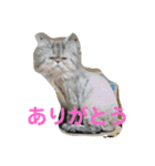タヌキ猫とねずみ（個別スタンプ：4）