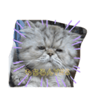 タヌキ猫とねずみ（個別スタンプ：5）