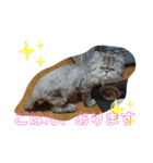 タヌキ猫とねずみ（個別スタンプ：7）