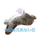 タヌキ猫とねずみ（個別スタンプ：10）