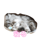 タヌキ猫とねずみ（個別スタンプ：13）