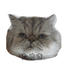 タヌキ猫とねずみ（個別スタンプ：14）