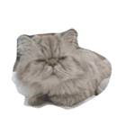 タヌキ猫とねずみ（個別スタンプ：16）