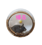 タヌキ猫とねずみ（個別スタンプ：17）