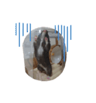 タヌキ猫とねずみ（個別スタンプ：19）