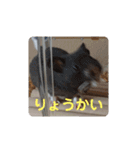 タヌキ猫とねずみ（個別スタンプ：20）
