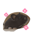 タヌキ猫とねずみ（個別スタンプ：21）