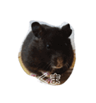 タヌキ猫とねずみ（個別スタンプ：22）