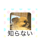 この前作った陸の彼女さんです（個別スタンプ：6）