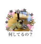 この前作った陸の彼女さんです（個別スタンプ：8）