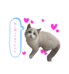 ♡フワフワなオモチ♡（個別スタンプ：7）