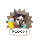 ねことなかまたち。（個別スタンプ：2）
